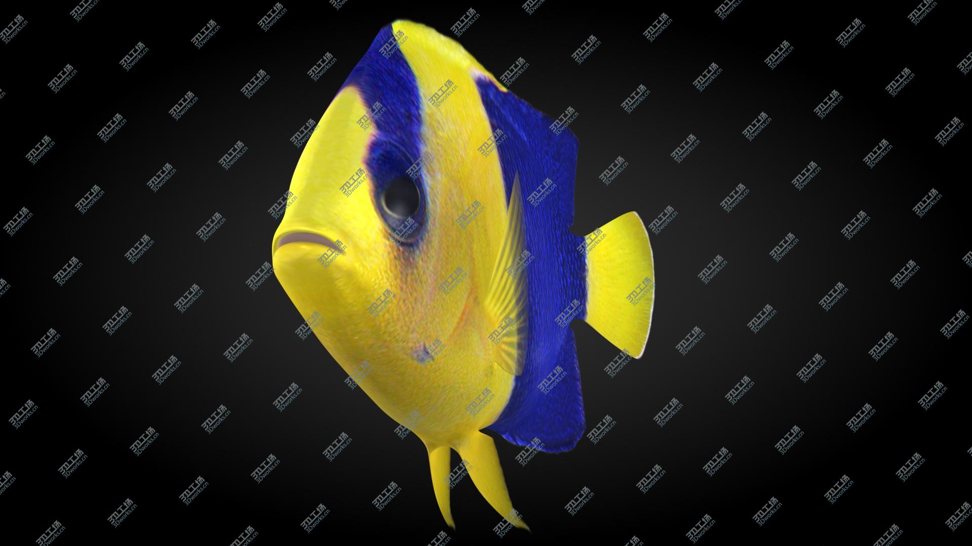 images/goods_img/202105071/3D Bicolor Angelfish Animated/3.jpg